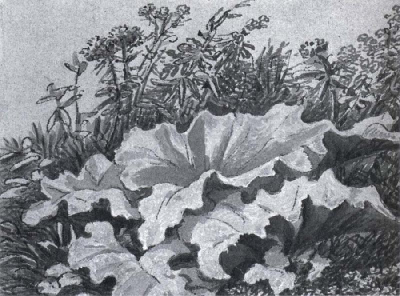 Johann Wolfgang von Goethe Plant study